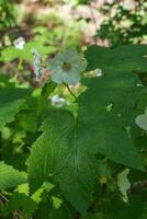 thimbleberry ou rubus parviflorus foto