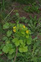 folha grande avens ou geum macrophyllum foto