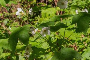 thimbleberry ou rubus parviflorus foto