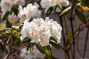 Cunningham's branco rododendro foto