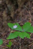 flor das estrelas Lisimachia latifolia foto