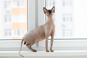 canadense Careca gato de raça pura esfinge, enrugado animal sem pele foto