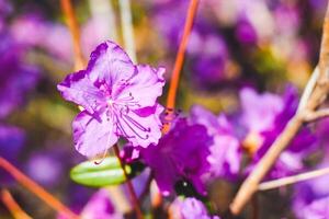 plantar arbusto roxa rododendro fechar acima foto