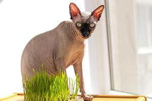 a canadense sphynx gato come brotou trigo Relva para animais. foto