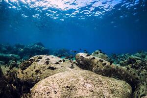 embaixo da agua cena com pedras inferior e tropical peixe. foto