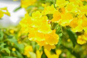 trompete videira, amarelo Sino ou amarelo mais velho ou tecoma Stan ou amarelo trompete flor ou bignoniaceae foto