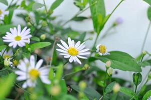 roxa Bellis perennis , roxa margarida ou áster tataricus ou tatariana áster ou tatariana margarida ou Tatarinows áster ou asteraceae ou astereae ou áster indicus ou Kalimeris incisa ou azul Estrela foto