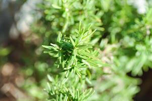 alecrim, rosmarinus ou rosmarinus officinalis foto