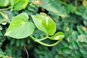 Demonios hera, dourado pothos ou caçadores roupão ou epipremnum aureum ou araceae foto