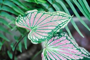 caládio , caládio beleza tailandesa ou Dieffenbachia seguine ou caládio bicolor ou araceae foto