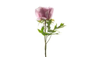 Rosa árvore peônia flor, isolado em branco fundo foto
