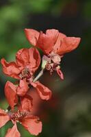 uma fechar acima do uma vermelho flor com verde folhas foto