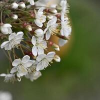 cereja flores dentro a jardim com branco flores foto