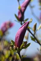 magnólias floresceu dentro a parque com ampla roxa flores foto