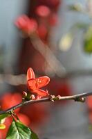 a marmelo arbusto floresceu com brilhante vermelho flores foto