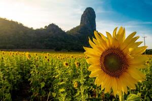 às pôr do sol, uma verão girassol Prado dentro lopburi, tailândia, com uma montanha fundo. foto