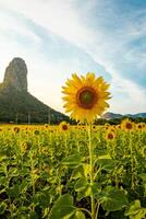 às pôr do sol, uma verão girassol Prado dentro lopburi, tailândia, com uma montanha fundo. foto