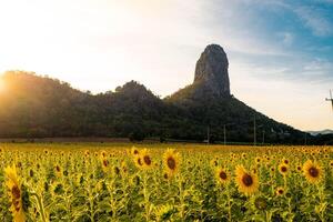 às pôr do sol, uma verão girassol Prado dentro lopburi, tailândia, com uma montanha fundo. foto