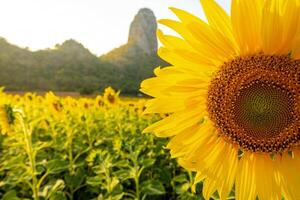 às pôr do sol, uma verão girassol Prado dentro lopburi, tailândia, com uma montanha fundo. foto