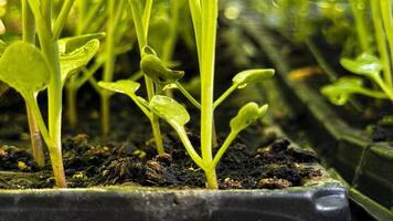verde brotos dentro uma Preto Panela, semeadura, pequeno plantar, flor crescendo a partir de uma semente, casa jardinagem foto