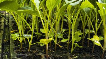 verde brotos dentro uma Preto Panela, semeadura, pequeno plantar, flor crescendo a partir de uma semente, casa jardinagem foto