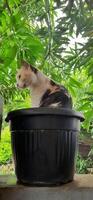 fofa gato dentro Preto em vaso plantar. adorável gato fundo foto