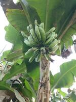 verde cru banana às uma banana plantação foto