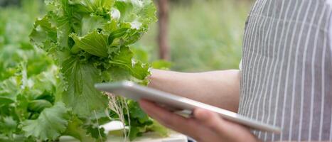 agricultura orgânica, fazenda de salada. os agricultores verificam novamente o registro de qualidade na aplicação em tablet. vegetais hidropônicos crescem naturalmente. jardim com efeito de estufa, biológico ecológico, saudável, vegetariano, ecologia foto