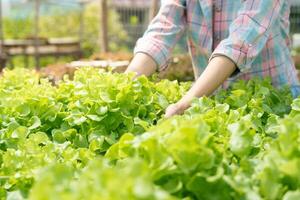 agricultura orgânica, fazenda de salada. os agricultores colhem legumes para salada em caixas de madeira na chuva. vegetais hidropônicos crescem naturalmente. jardim com efeito de estufa, biológico ecológico, saudável, vegetariano, ecologia foto