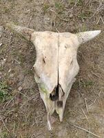 crânio esqueleto do uma vaca com chifres foto