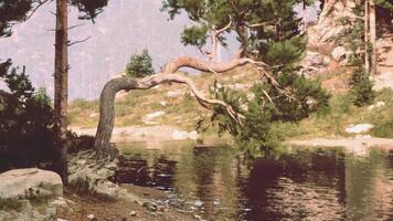 uma majestoso árvore inclinado sobre uma sereno corpo do água foto