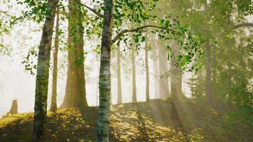 árvores dentro uma floresta com luz solar chegando através a árvores foto