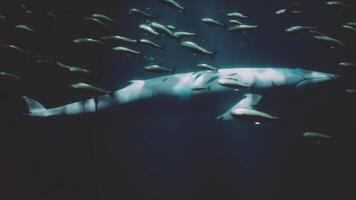 uma majestoso baleia cercado de uma grande escola do peixe foto