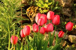 uma grupo do vermelho flores com a palavra tulipas em eles. foto