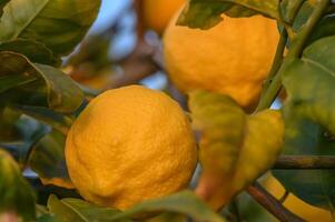grupo do fresco maduro limões em uma limão árvore ramo dentro ensolarado jardim.1 foto