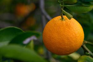 laranja árvore galhos com maduro suculento frutas. natural fruta fundo ao ar livre.2 foto