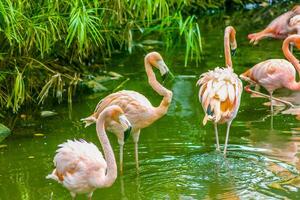 Rosa flamingos empoleirado dentro uma lagoa 4 foto