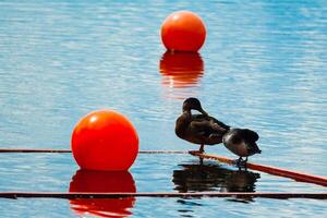 marcador bóia em superfície do água e dois patos foto