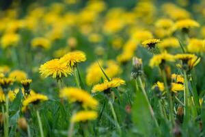 fechar acima do florescendo amarelo dente de leão flores foto