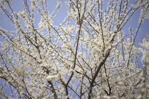 árvore coberto com branco flores foto