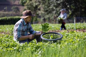 ásia agricultor é recentemente colheita saudável salada alface a partir de a vegetal orgânico Fazenda aproximação para local jardineiro e caseiro produzir foto