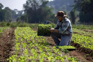 ásia agricultor é carregando bandeja do jovem vegetal salada plantinha para plantar dentro a solo para crescendo orgânico plantar durante Primavera estação e agricultura conceito foto