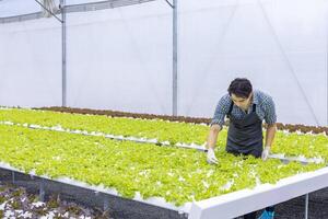 agricultor local asiático cultivando sua própria alface de salada de carvalho verde na estufa usando a abordagem orgânica do sistema de água hidropônica para o próprio negócio da família e escolhendo alguns para venda foto