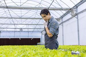 agricultor local asiático cultivando sua própria alface de salada de carvalho verde na estufa usando a abordagem orgânica do sistema de água hidropônica para o próprio negócio da família e escolhendo alguns para venda foto