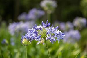 azul agapanthus ou africano lírio do Nilo flor é florescendo dentro verão estação para ornamental jardim conceito foto