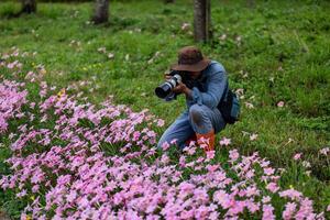 fotógrafo é levando foto do florescendo selvagem flor Prado Rosa zephyranthes carinata chuva lírio lâmpada durante Primavera estação dentro a bosque floresta que é nativo para central América para caminhada viagem