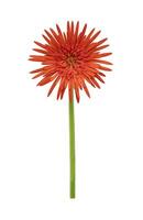 vermelho gerbera flor com haste isolado em branco fundo para gráfico Projeto uso foto