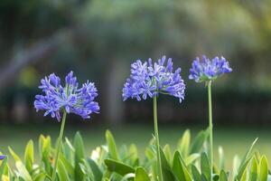 azul agapanthus ou africano lírio do Nilo flor é florescendo dentro verão estação para ornamental jardim foto