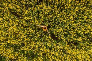 aéreo Visão do mulher às florescendo colza campo. amarelo flores e mulher. topo visualizar. foto