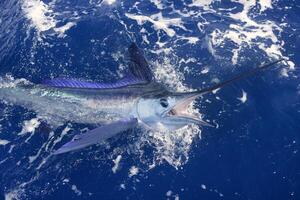 Preto marlin peixe-vela, billfish ou peixe-espada xiphias gládio. oceano natureza fotografia foto